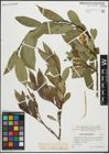 Foto von Salix pentandra L.